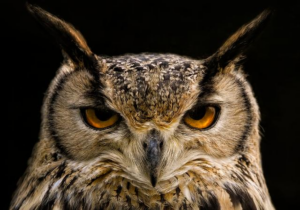 Red Owl Boxing Boss Gabriel Fanous Ignites His Unstoppable Passion for the Sport