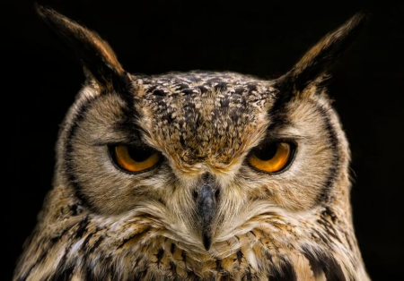 Red Owl Boxing Boss Gabriel Fanous Ignites His Unstoppable Passion for the Sport