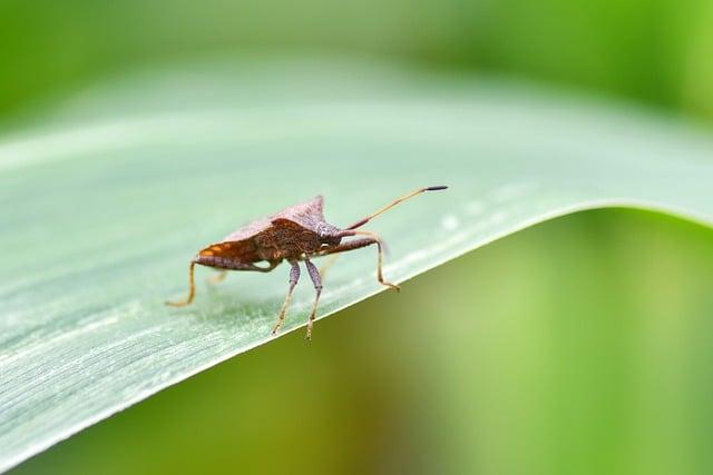 Lenier Pero vs Jordan Thompson: The Ultimate Showdown Preview and Expert Predictions Lenier Pero vs Jordan Thompson: The Ultimate Showdown Preview and Expert Predictions