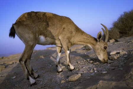 Ramon Cardenas Returns with a Thrilling Showdown Against Erik Robles on December 19