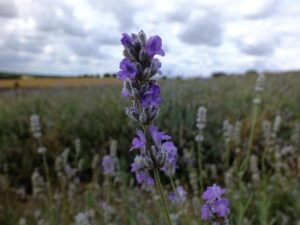 Hitchins Wants Haney & Ryan — But Ducks Ortiz? Fans Think So