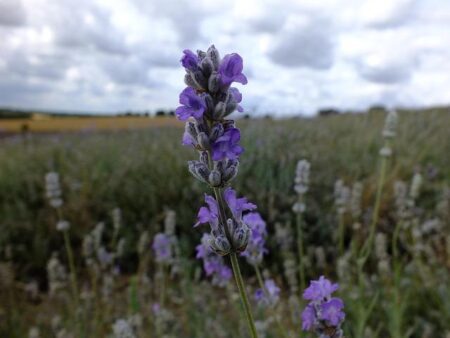 Hitchins Wants Haney & Ryan — But Ducks Ortiz? Fans Think So