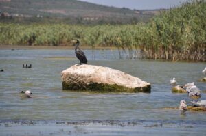 Kubrat Pulev vs Murat Gassiev: Thrilling Fight Results and In-Depth Post-Match Analysis