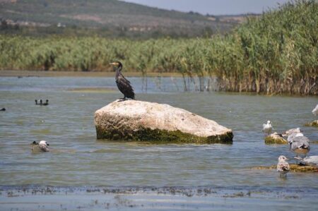 Kubrat Pulev vs Murat Gassiev: Thrilling Fight Results and In-Depth Post-Match Analysis Kubrat Pulev vs Murat Gassiev: Thrilling Fight Results and In-Depth Post-Match Analysis