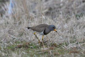 Josh Kelly Reveals Why People Have Already Made Up Their Minds-and Why It Matters