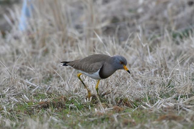 Josh Kelly Reveals Why People Have Already Made Up Their Minds-and Why It Matters