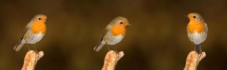 Robin Safar Stunned by the Meteoric Rise of Joseph Awinonga Jnr