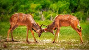 February’s Most Electrifying World Title Showdowns Revealed