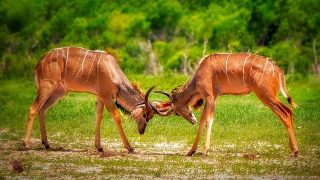 February’s Most Electrifying World Title Showdowns Revealed February’s Most Electrifying World Title Showdowns Revealed