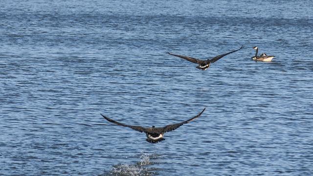 Winnipeg Man Dies After Medical Emergency Strikes During Charity Boxing Match