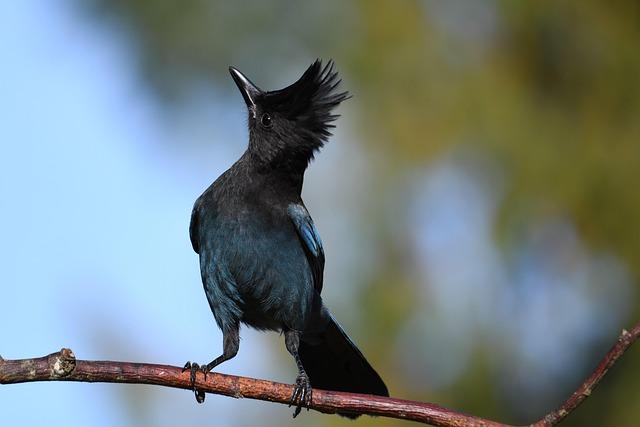 Jai Opetaia and Brandon Glanton Gear Up for Epic Showdown in Inaugural Zuffa Boxing Championship