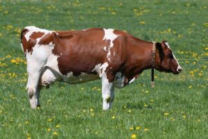 Ryan Garcia Steps Up to 140 Pounds, Eyes Shakur’s WBC Title