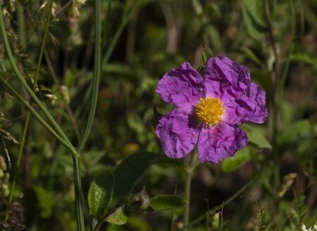 Triple Triumph: Irish Boxers Dominate with Three Stunning Wins on Strandja’s Opening Day Triple Triumph: Irish Boxers Dominate with Three Stunning Wins on Strandja’s Opening Day
