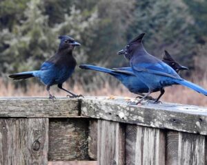 Jai Opetaia vs Brandon Glanton: Your Ultimate Fight Night Guide