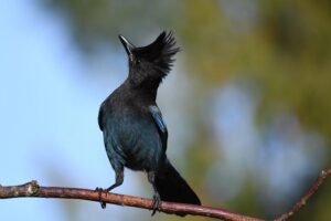 Jai Opetaia and Brandon Glanton Hit the Scale Ready for Thrilling IBF Title Rematch
