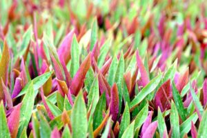 Moses Itauma vs Jermaine Franklin: Live Fight Results and Reactions Unveiled