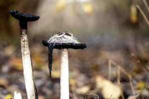 Justis Huni vs Frazer Clarke Set for Saturday on Fury Undercard