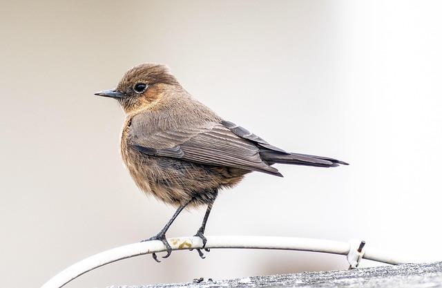 Jaylen Brown in the boxing ring? Explaining why 76ers star is sparring in Nigeria during NBA offseason – CBS Sports